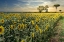 Picture of COTONA SUNFLOWERS #3