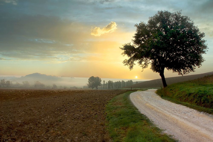 Picture of TUSCAN FARM ROAD #1