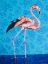 Picture of FLAMINGO