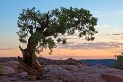 Picture of ANCIENT TREE