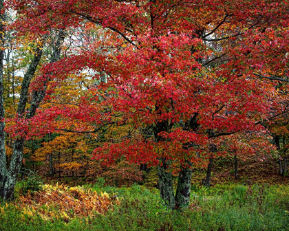 Picture of CATSKILL MAPLE