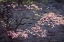 Picture of DOGWOOD IN PINK