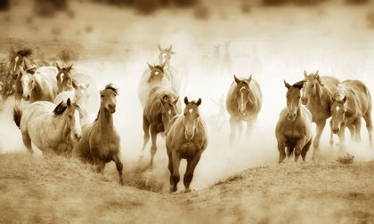 Picture of SAN CRISTOBOL HORSES