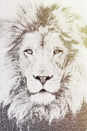 Picture of LION