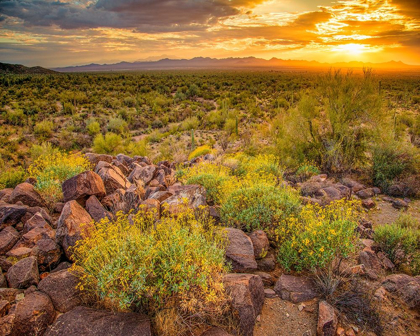 Picture of BRITTLEBUSH SUNSET