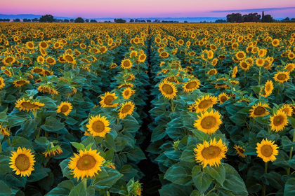 Picture of DAWN SUNFLOWERS
