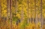 Picture of INDEPENDENCE PASS