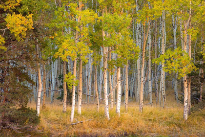 Picture of JUNE LAKE ASPEN