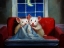 Picture of HORROR MOVIE