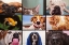 Picture of ANIMAL ZOOM