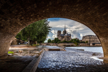 Picture of CHIEN ET NOTRE DAME