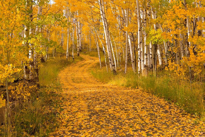 Picture of ASPEN TREE TRUNKS