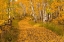 Picture of ASPEN TREE TRUNKS