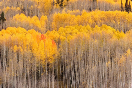 Picture of BECKWITH ASPENS