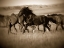 Picture of DARK HORSE