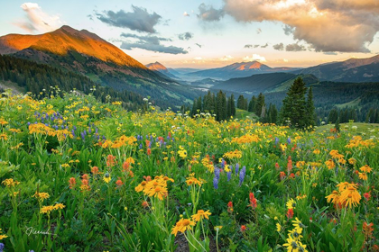 Picture of WASH GULCH WILD