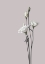 Picture of FLOWER 2