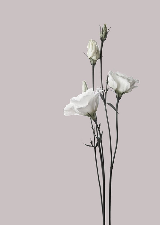 Picture of FLOWER 2