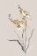 Picture of SUMMER PLANT 2