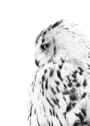 Picture of WHITE OWL