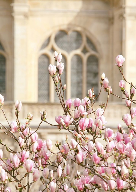 Picture of SPRING MAGNOLIAS IN PARIS