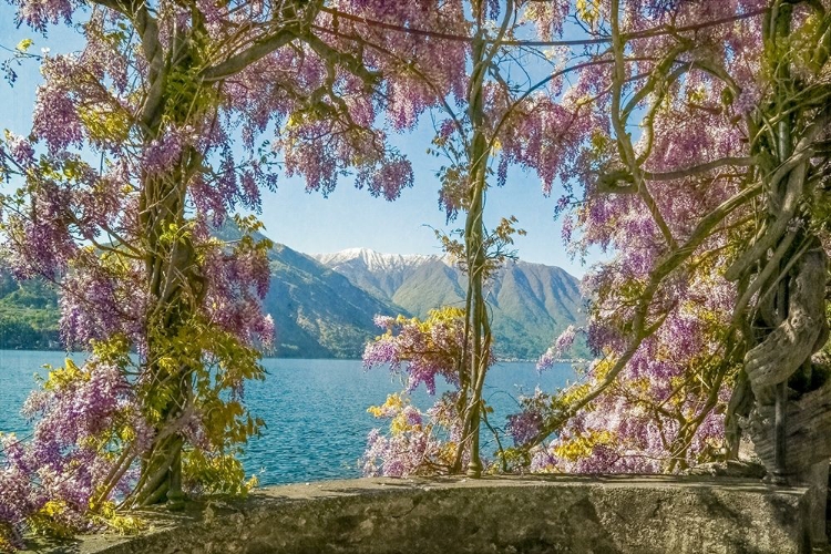 Picture of WISTERIA AND MOUNTAINS – LAGO DI COMO