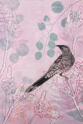 Picture of DUSK WATTLEBIRD IN PINK