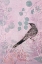 Picture of DUSK WATTLEBIRD IN PINK