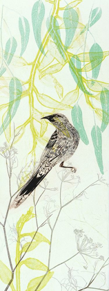 Picture of EAGER TO FLY WATTLEBIRD