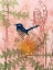 Picture of LITTLE BLUE WREN