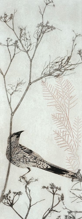 Picture of WATTLEBIRD RESTING ON A BRANCH