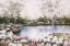 Picture of WHITE BIRCHES