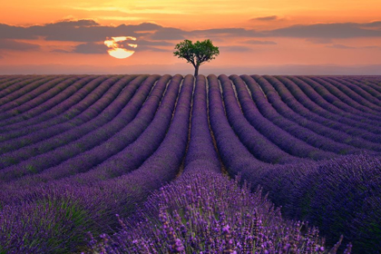 Picture of FOR THE LOVE OF LAVENDER