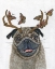 Picture of PUG WITH A BIG RACK