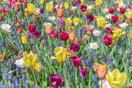 Picture of KUEKENHOF TULIPS I