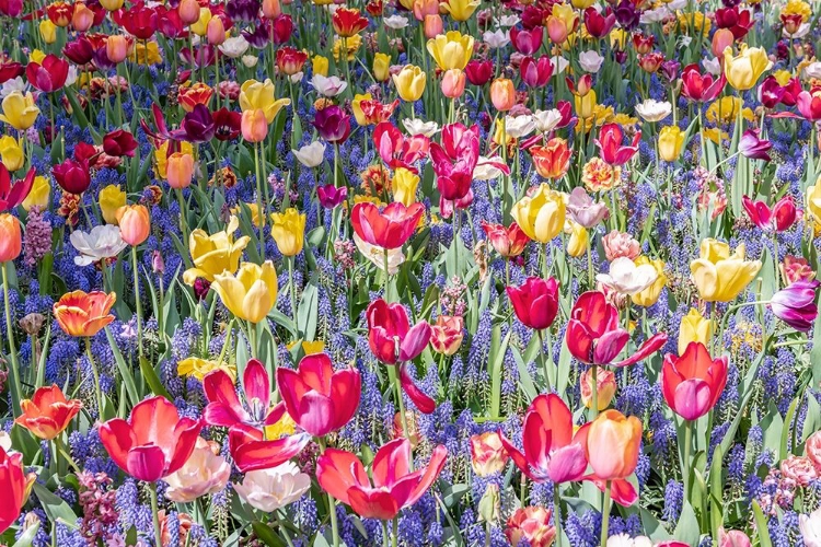 Picture of KUEKENHOF TULIPS II