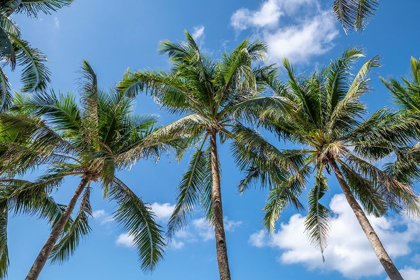 Picture of PALAWAN PALM TREES I