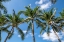 Picture of PALAWAN PALM TREES I