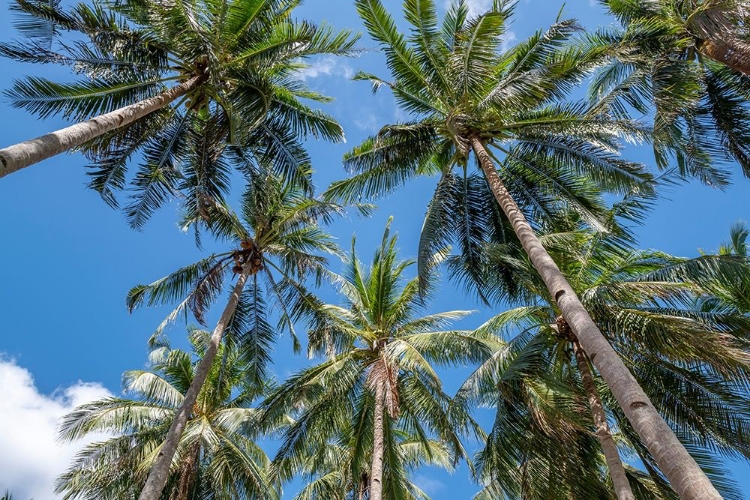 Picture of PALAWAN PALM TREES II