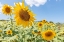 Picture of SUNFLOWERS I