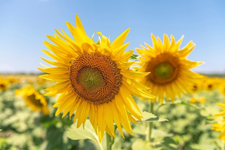 Picture of SUNFLOWERS II