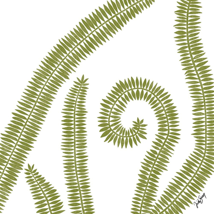 Picture of CURLY FERN
