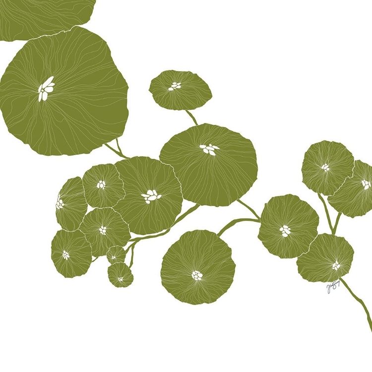 Picture of PILEA