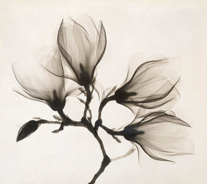 Picture of BRANCH WITH FOUR MAGNOLIAS, 1910-1925