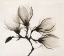 Picture of BRANCH WITH FOUR MAGNOLIAS, 1910-1925