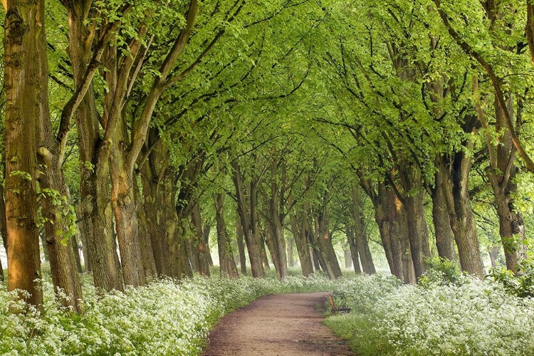 Picture of COW PARSLEY CURVE