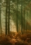Picture of WYRE FOREST 3