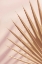 Picture of PASTEL FAN 4
