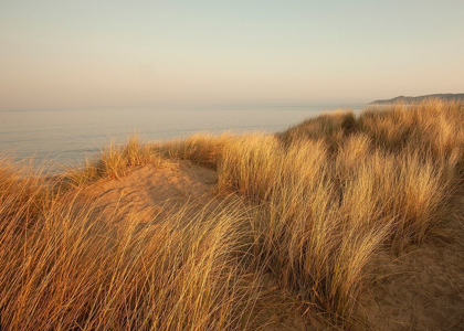 Picture of DUNES WITH SEAGULLS 7