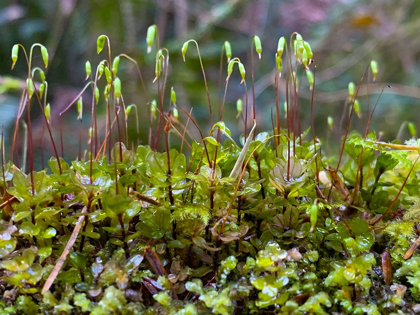 Picture of FOREST FLOOR I